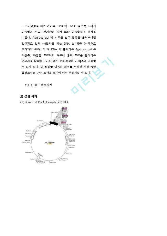 중합효소연쇄반응 PCR (Polymerase Chain Reaction) 결과레포트 [A＋].hwp